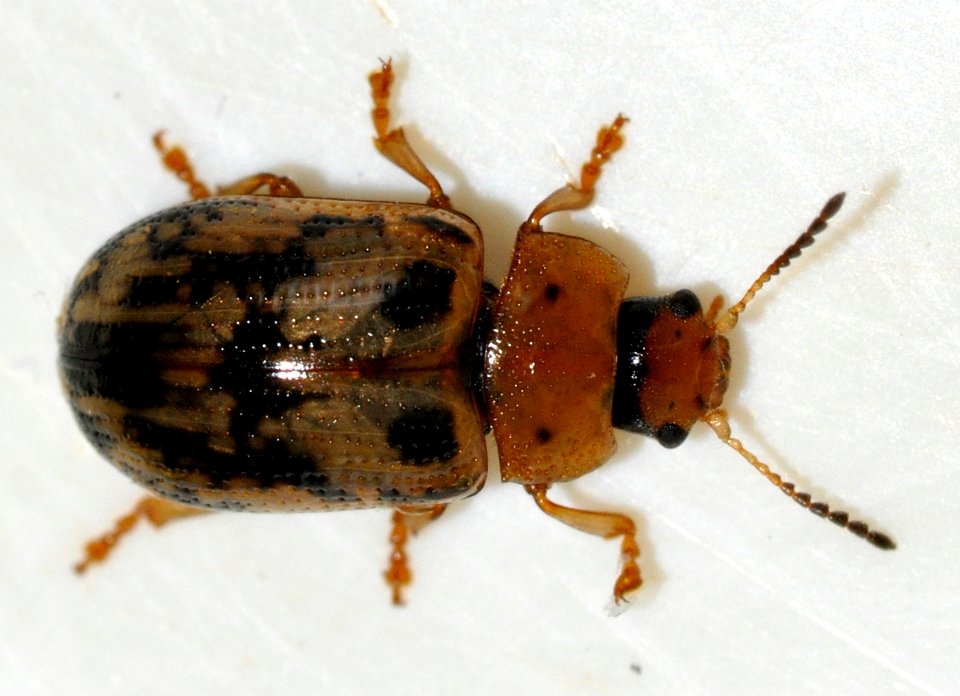 Gonioctena-quinquepunctata-12-fws