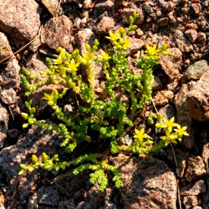 Goldmoss sedum in Norrkila 2