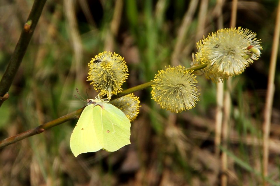 Gonepteryx rhamni 121340324