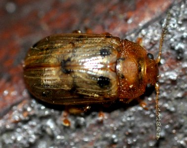 Gonioctena-quinquepunctata-06-fws
