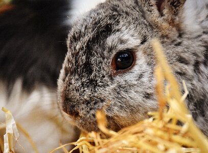 Animal fur easter photo