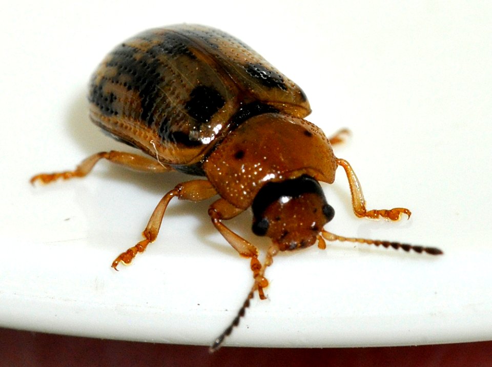 Gonioctena-quinquepunctata-10-fws
