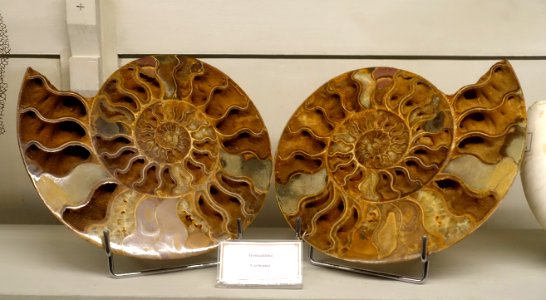 Goniatitina fossil - Museu da Ciência da Universidade de Coimbra - University of Coimbra - Coimbra, Portugal - DSC09271