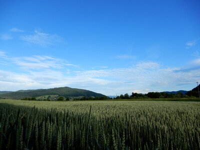 Blue cereals landscape photo