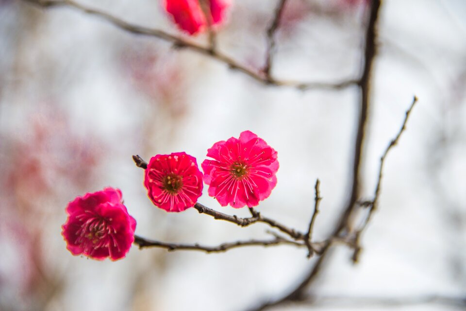 China wind three flowers red plum phase phase cuddle