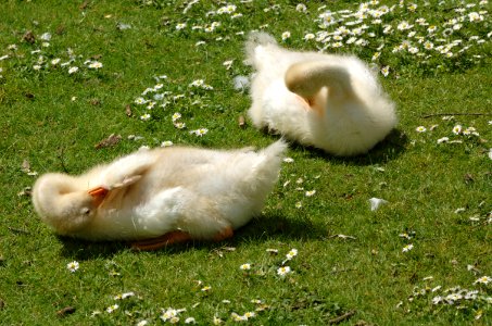 Goslings-Verulamium-Park-20050523-010 photo