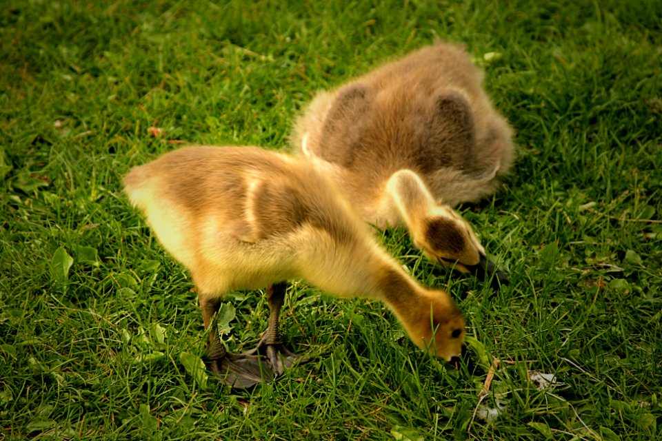 Goslings-Hawrelak-Park-Edmonton-Alberta-Canada-01-A photo
