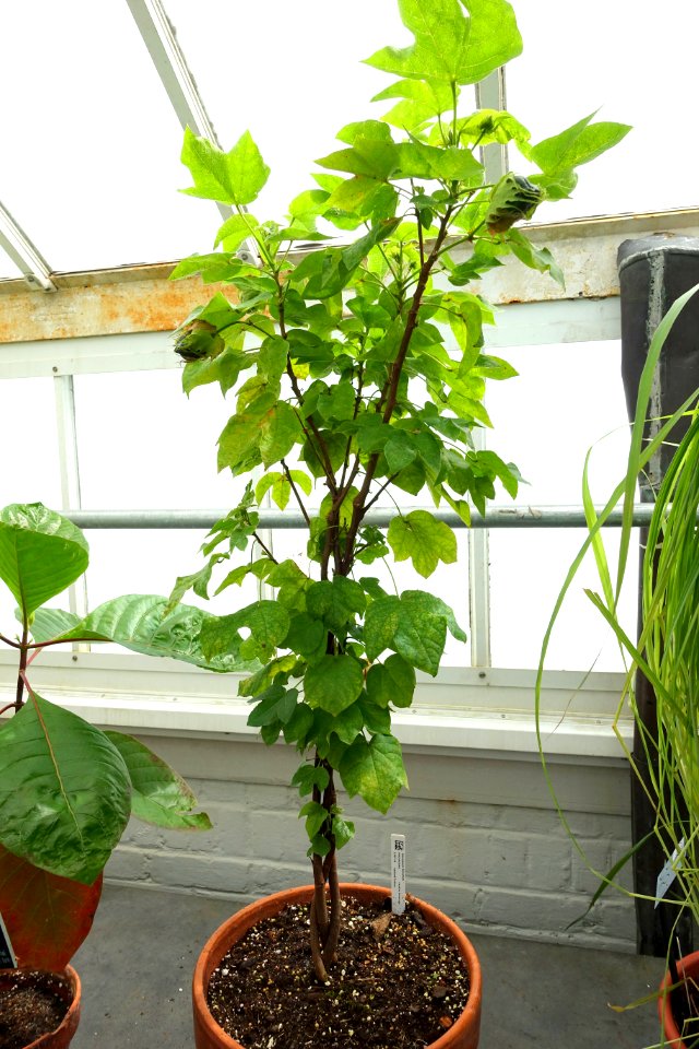Gossypium hirsutum - Lyman Plant House, Smith College - DSC01929