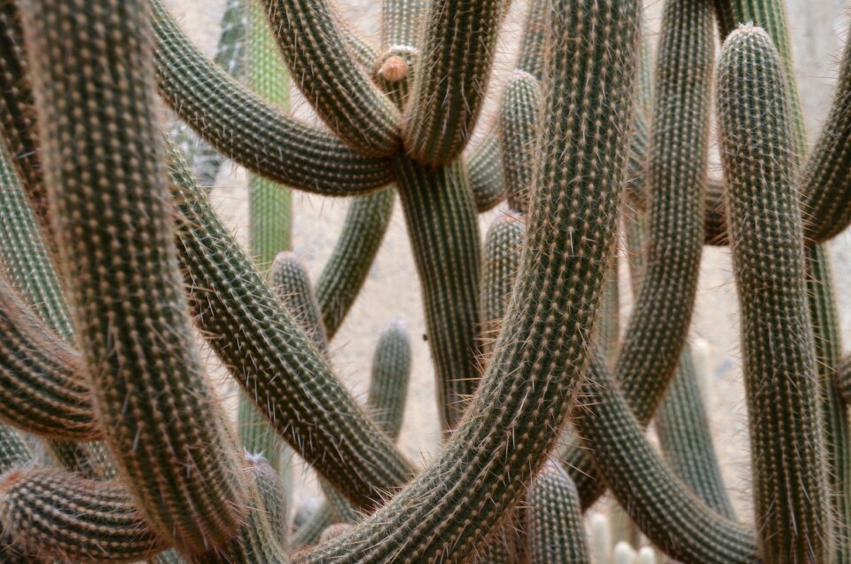 Plant nature garden
