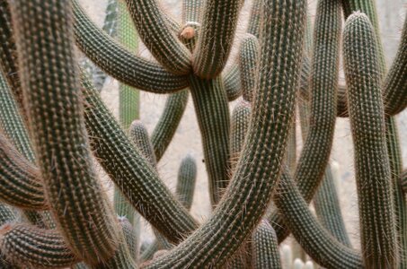 Plant nature garden