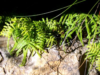 Gleichenia rupestris Blackheath photo