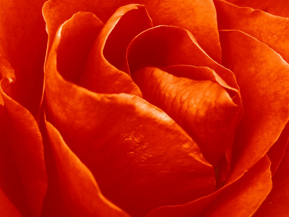 Flower rose wallpaper red