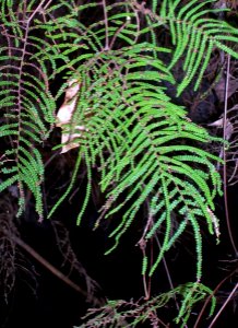 Gleichenia fern - Roseville East