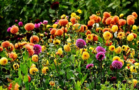 Asteraceae flower garden ornamental flower