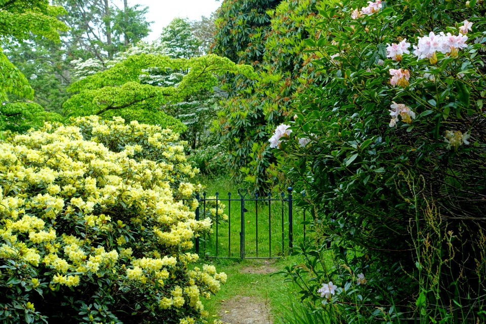 Glendurgan Garden - Cornwall, England - DSC01769