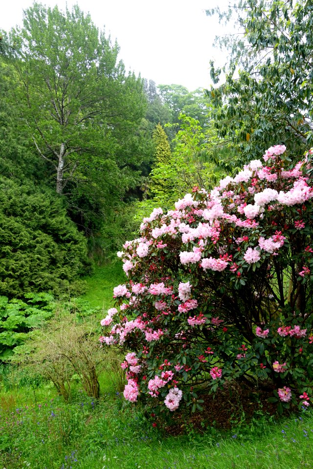 Glendurgan Garden - Cornwall, England - DSC01832