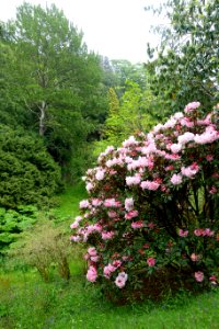 Glendurgan Garden - Cornwall, England - DSC01832