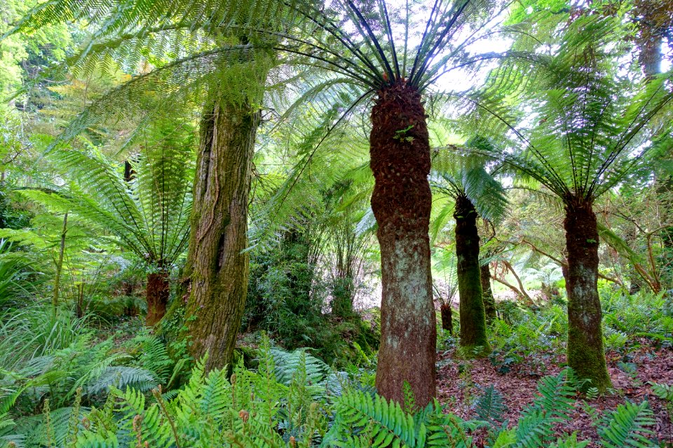 Glendurgan Garden - Cornwall, England - DSC01920