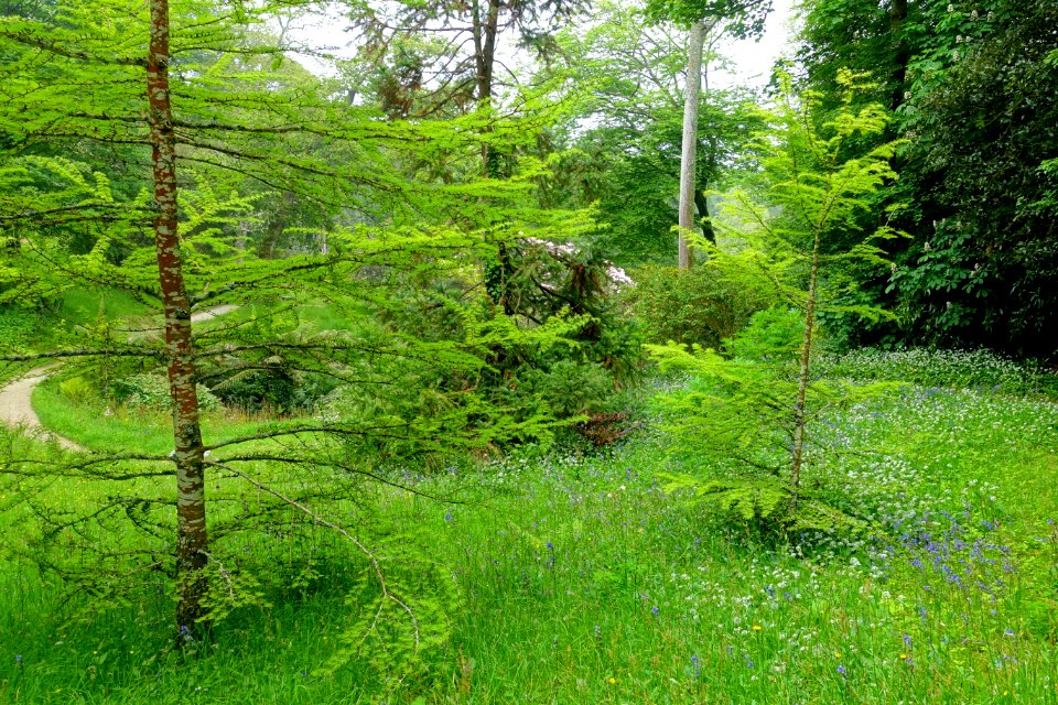Glendurgan Garden - Cornwall, England - DSC01990