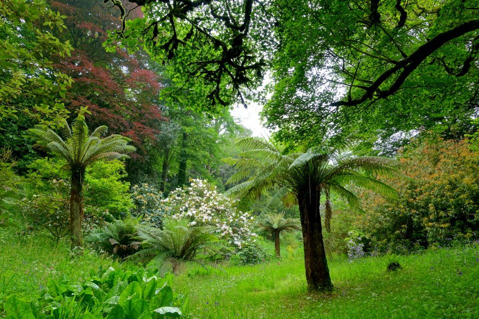 Glendurgan Garden - Cornwall, England - DSC01867