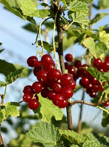 Fresh red organic