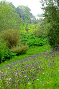 Glendurgan Garden - Cornwall, England - DSC01930