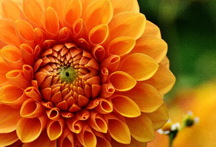 Asteraceae flower garden ornamental flower