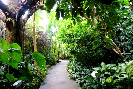 Glass house view - Brooklyn Botanic Garden - Brooklyn, NY - DSC08177