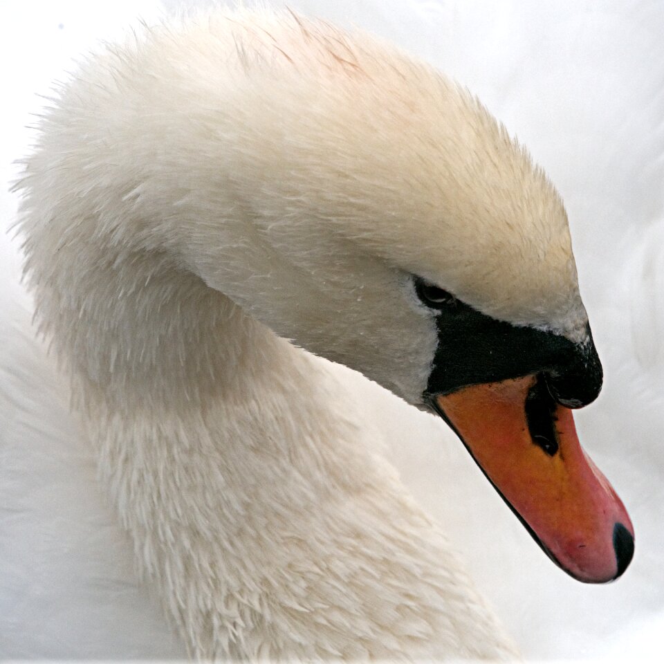 Bird waterfowl cygnus