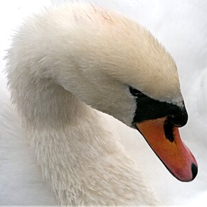 Bird waterfowl cygnus