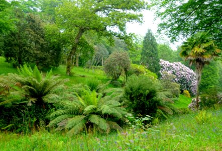 Glendurgan Garden - Cornwall, England - DSC01992
