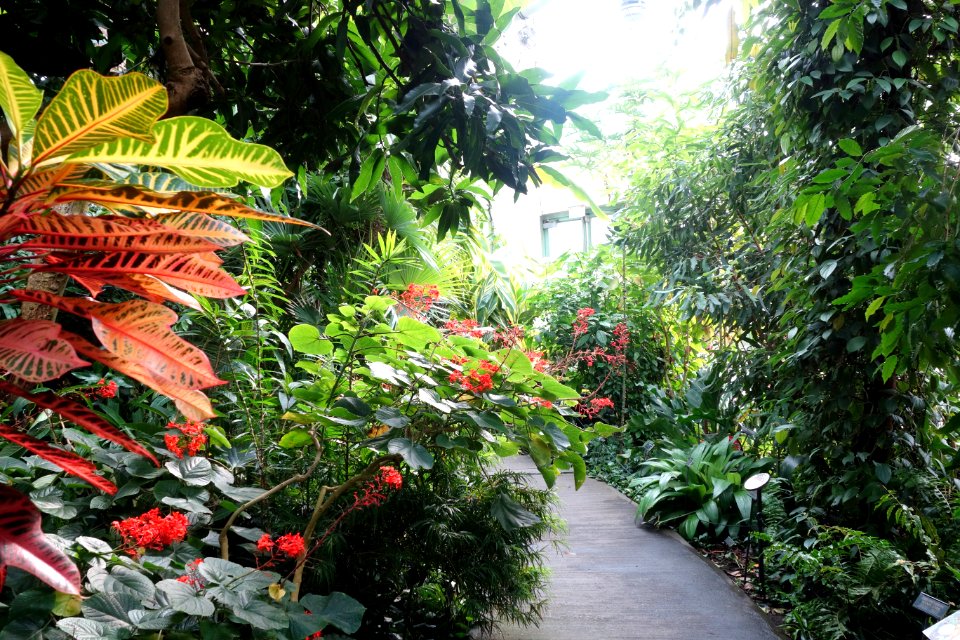Glass house view - Brooklyn Botanic Garden - Brooklyn, NY - DSC08157