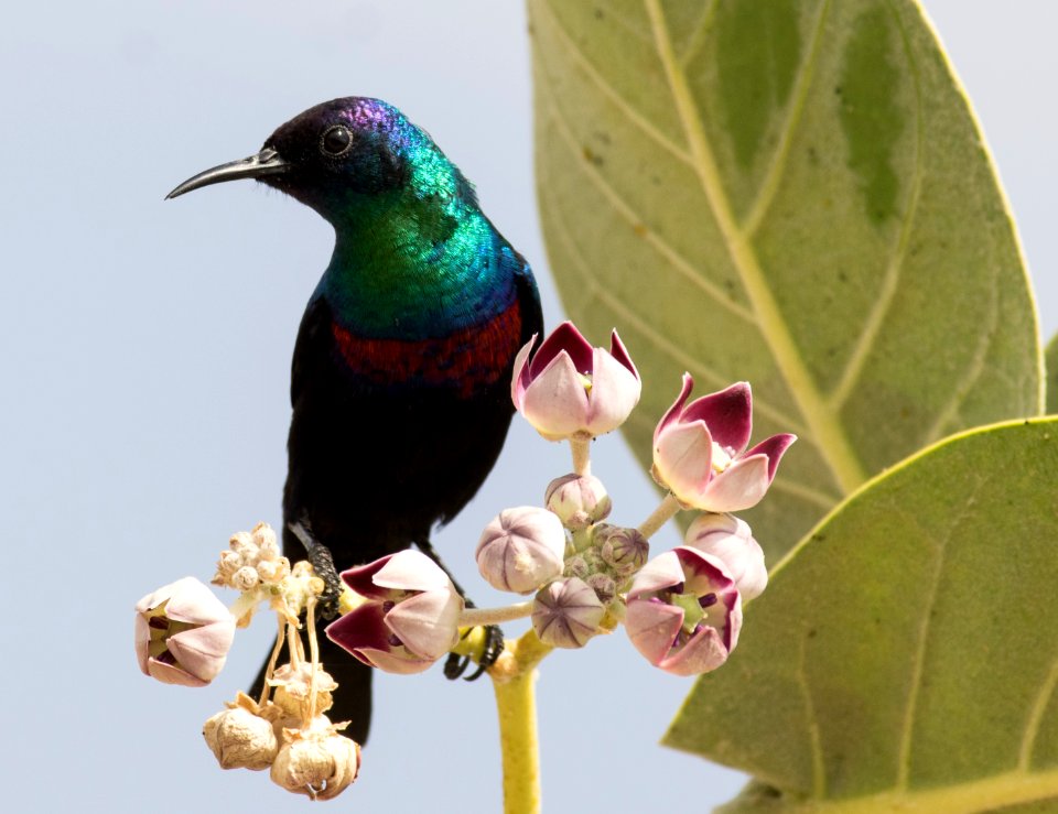 Glanznektarvogel 2