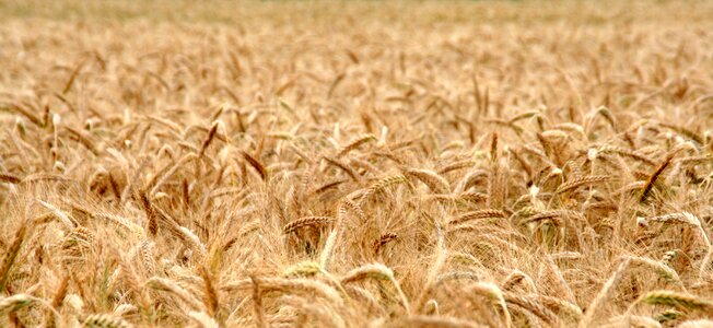 Wheat field harvest