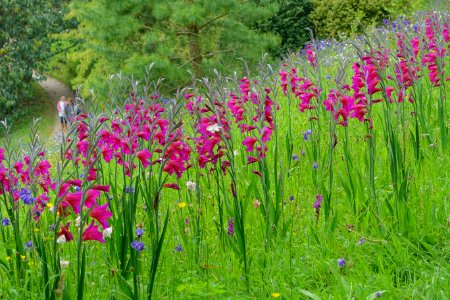 Glendurgan Garden - Cornwall, England - DSC01972