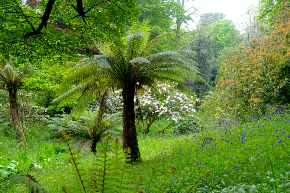 Glendurgan Garden - Cornwall, England - DSC01857
