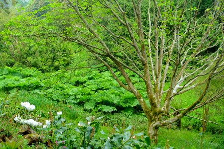 Glendurgan Garden - Cornwall, England - DSC01839