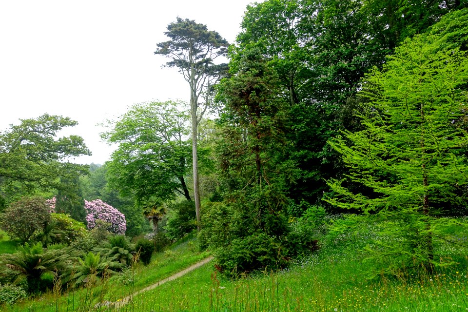 Glendurgan Garden - Cornwall, England - DSC01982