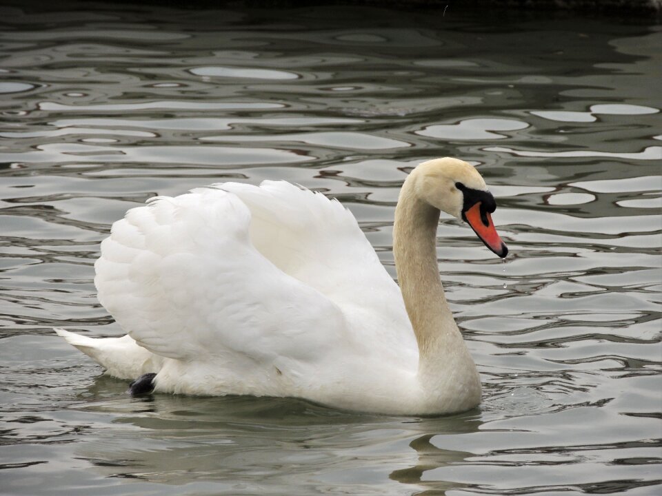 Water lake animal