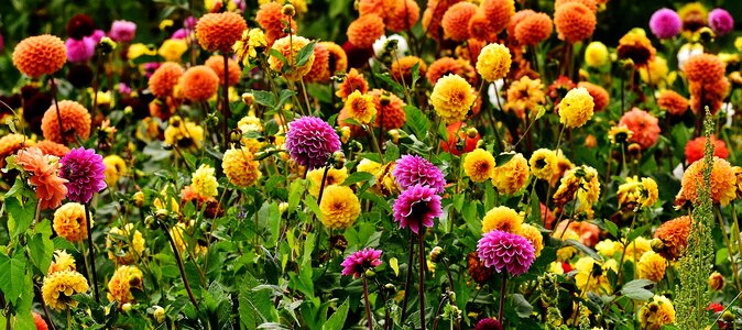 Asteraceae flower garden ornamental flower