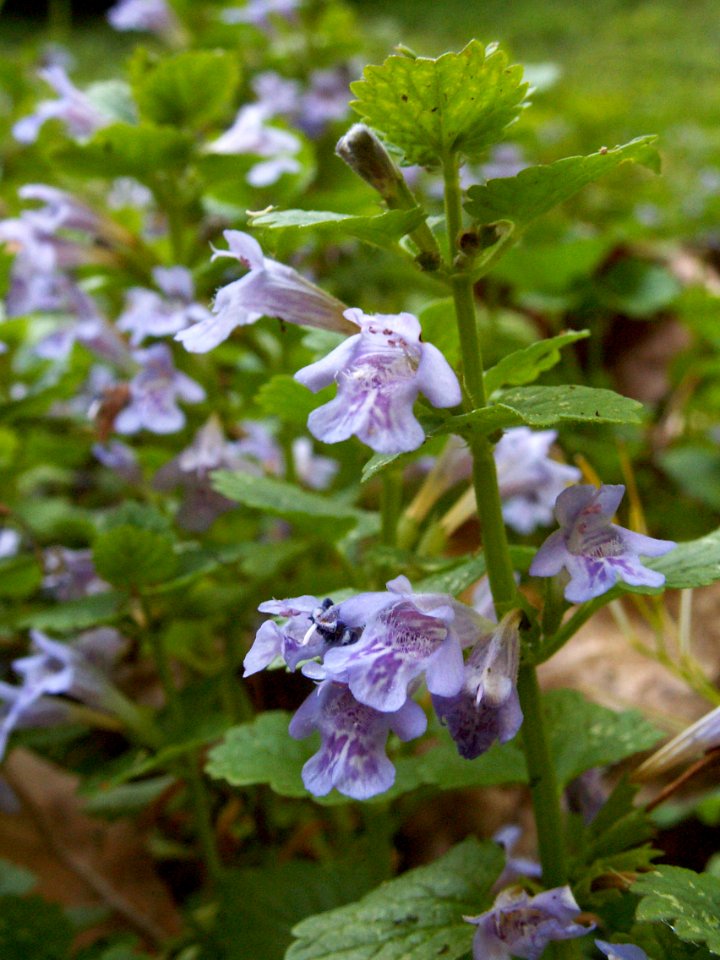 Glechoma-hederacea-2014-05-26-Mount-Lebanon-01