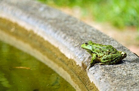 Green frog pond nature photo