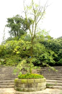 Gleditsia sinensis - Chengdu Botanical Garden - Chengdu, China - DSC03483