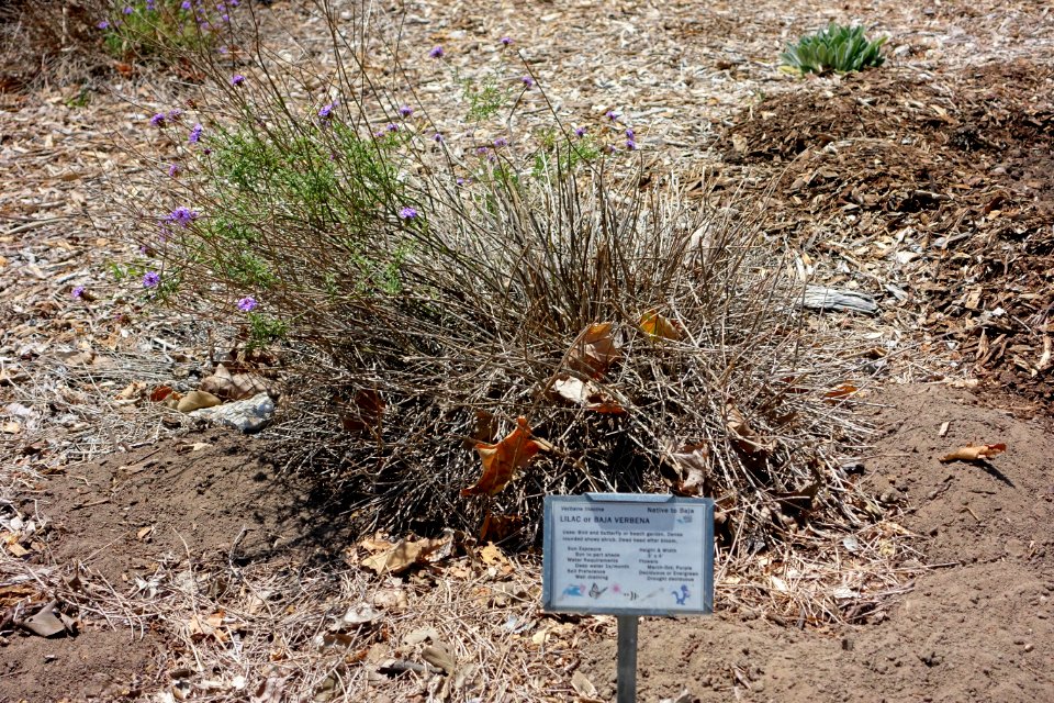 Glandularia lilacina (Verbena lilacina) - Manhattan Beach Botanical Garden - Manhattan Beach, CA - DSC01326