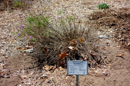 Glandularia lilacina (Verbena lilacina) - Manhattan Beach Botanical Garden - Manhattan Beach, CA - DSC01326