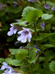 Glechoma-hederacea-2014-05-26-Mount-Lebanon-02