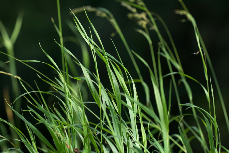 Plant nature high grass