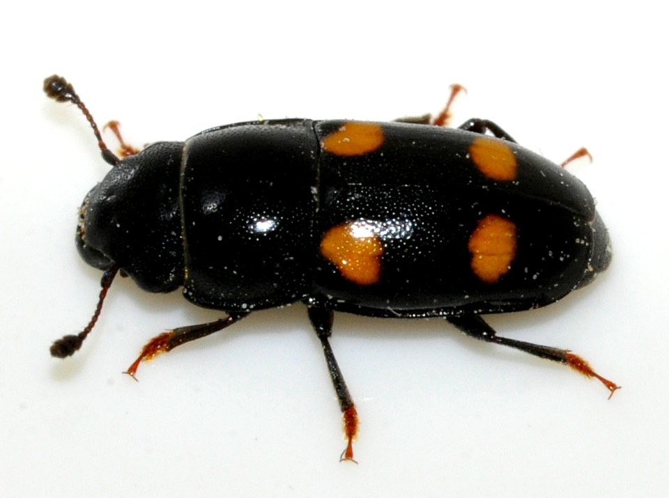 Glischrochilus-hortensis-03-fws