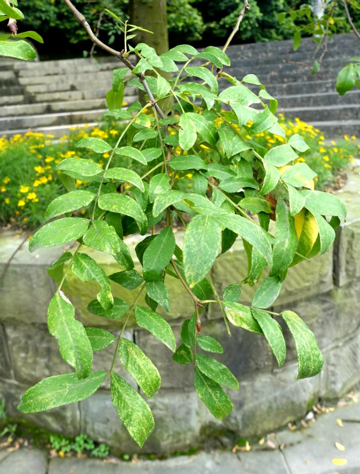 Gleditsia sinensis - Chengdu Botanical Garden - Chengdu, China - DSC03478