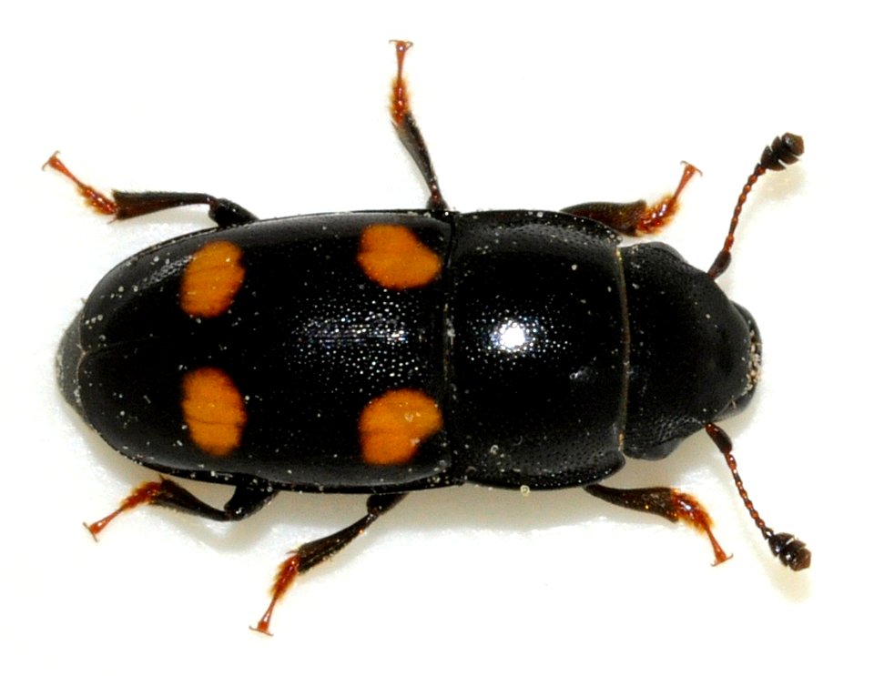 Glischrochilus-hortensis-04-fws
